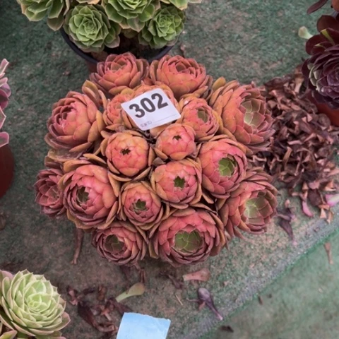 欧***辰302桃花石朵朵多肉