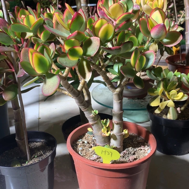 用****6H37新花脱土发货