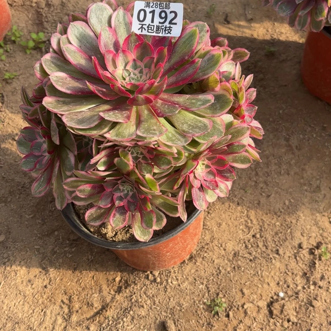 M. 192孔雀翎多肉1，cade