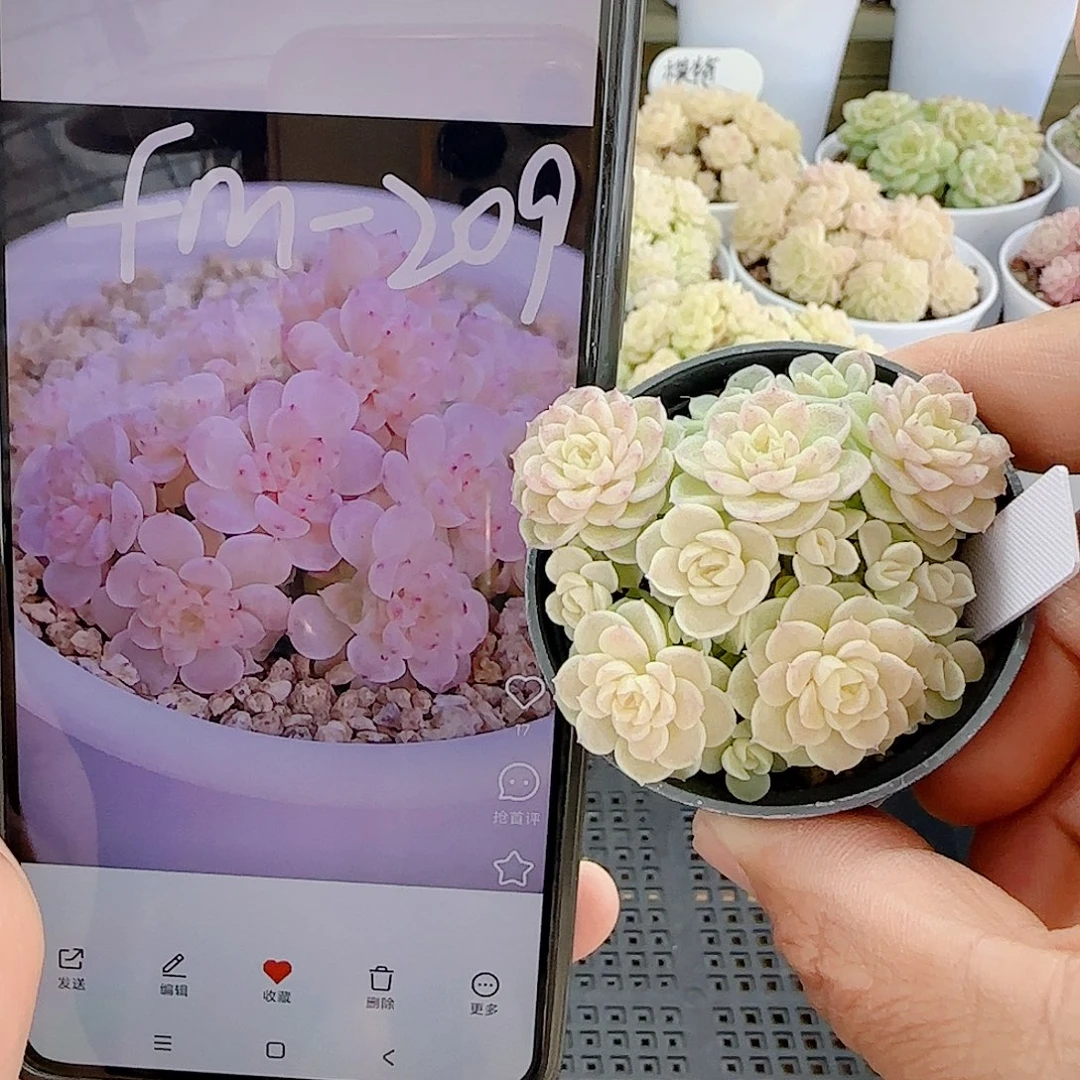 1212-91（fm-209）优选