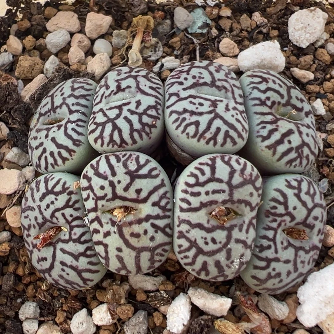 89多肉植物百科植物