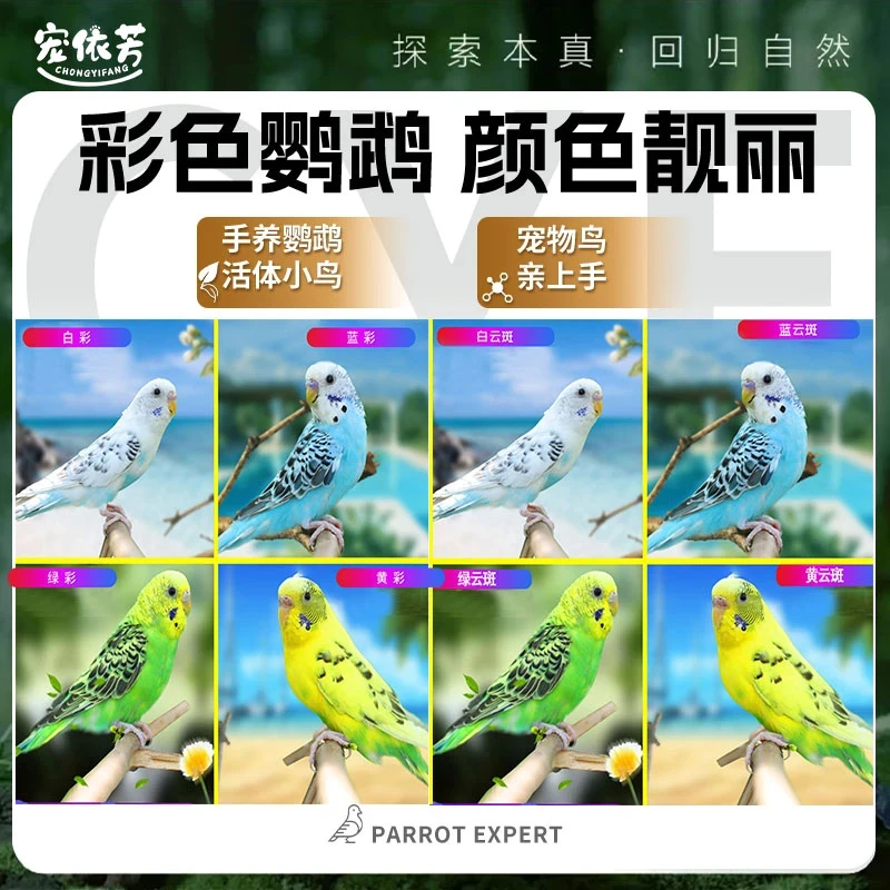 彩色会学说话宠物鸟观赏鸟鹦鹉小鸟包邮活鸟