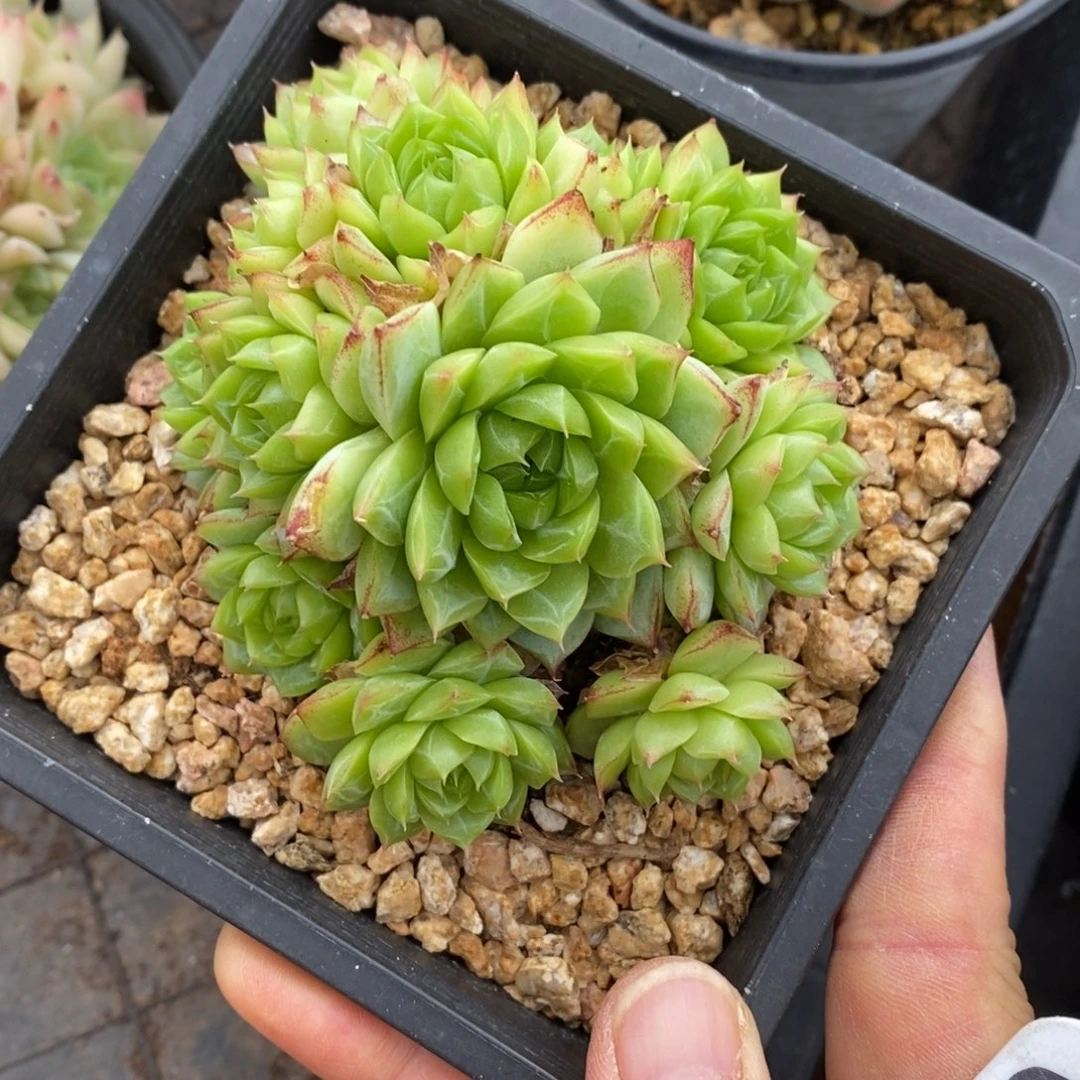 精品多肉一物一拍不包整95
