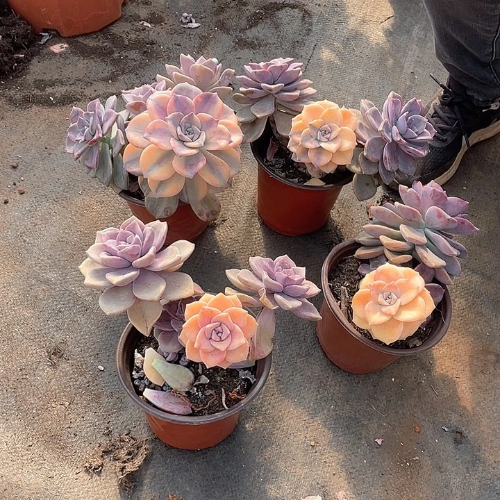 紫乐锦18.8米 量拍多肉