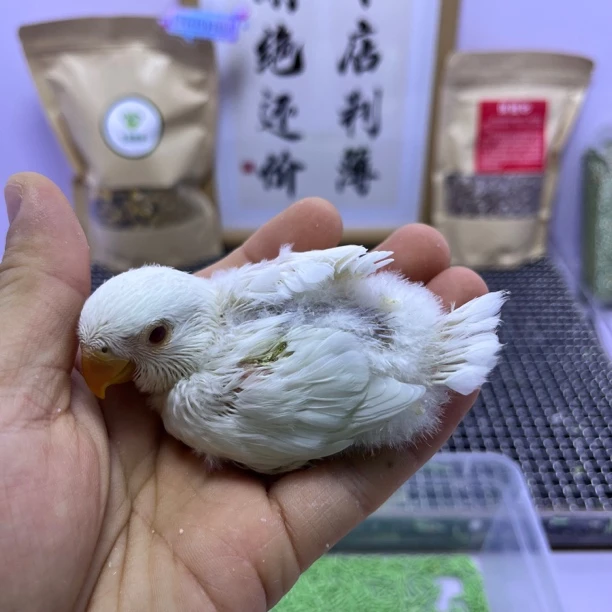 牡丹鹦鹉-精品紫丁华乐公H67375