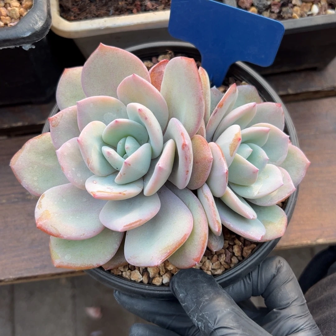 特价奶茶111111111111