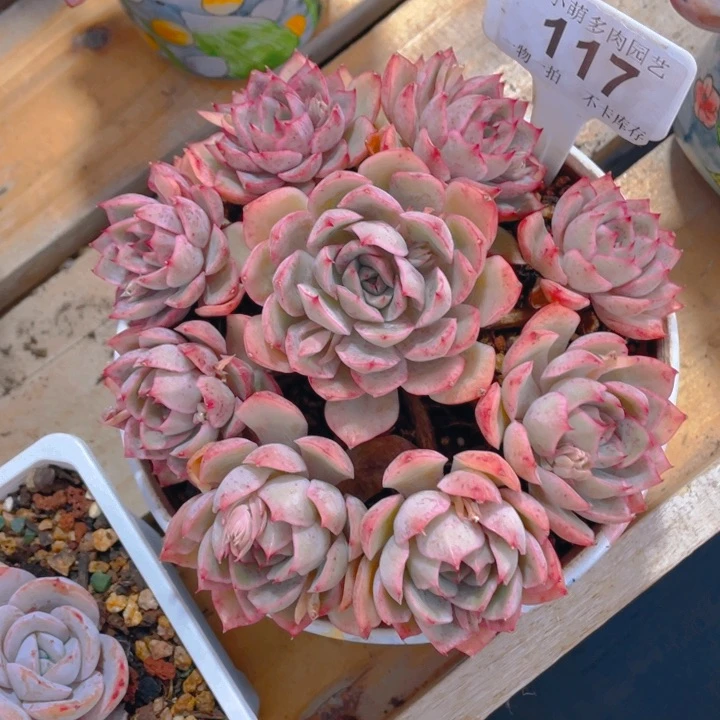 谢谢你的支持0000117