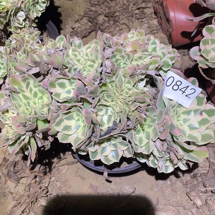 心****来多肉植物断枝不包842女巫缀