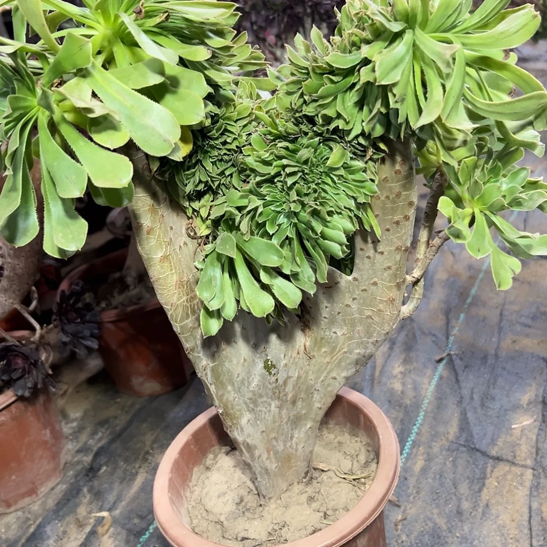 多肉植物原始绿缀花355