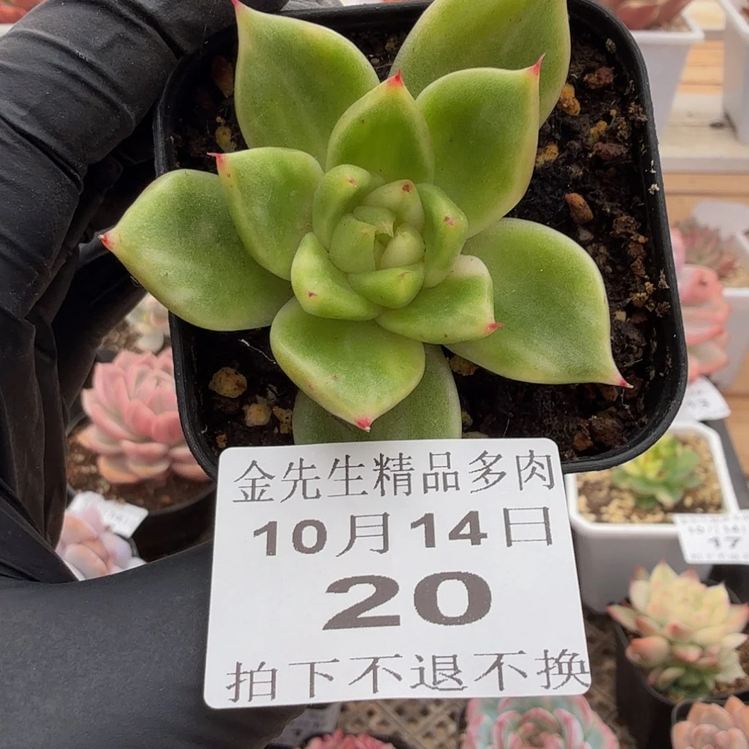 1014-20麦秆锦花脸
