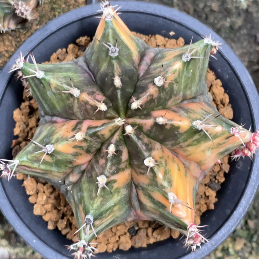 当前无花朵，栽培后可花朵复棱米哈锦