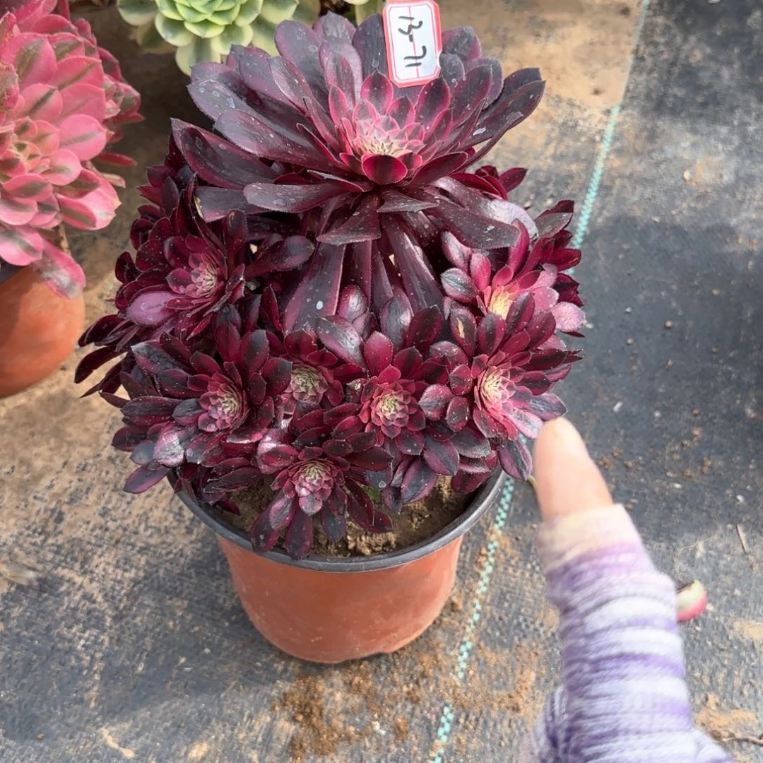 13-71月亮女神多肉植物