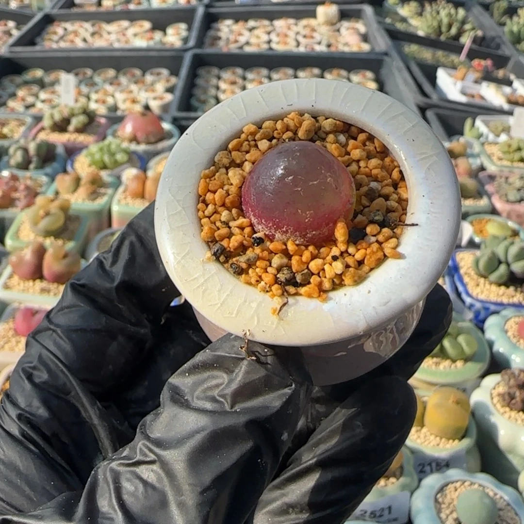 2545 -一物一拍 带盆