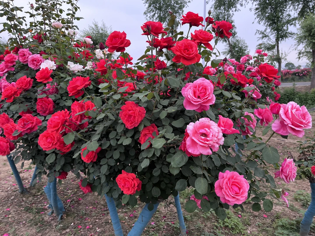 4公分高档树桩月季花植物浓香四季开花别墅庭院盆景树状月季