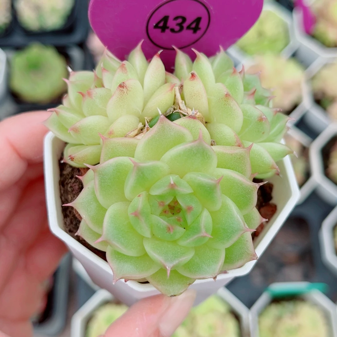 434号小老桩麦秆群