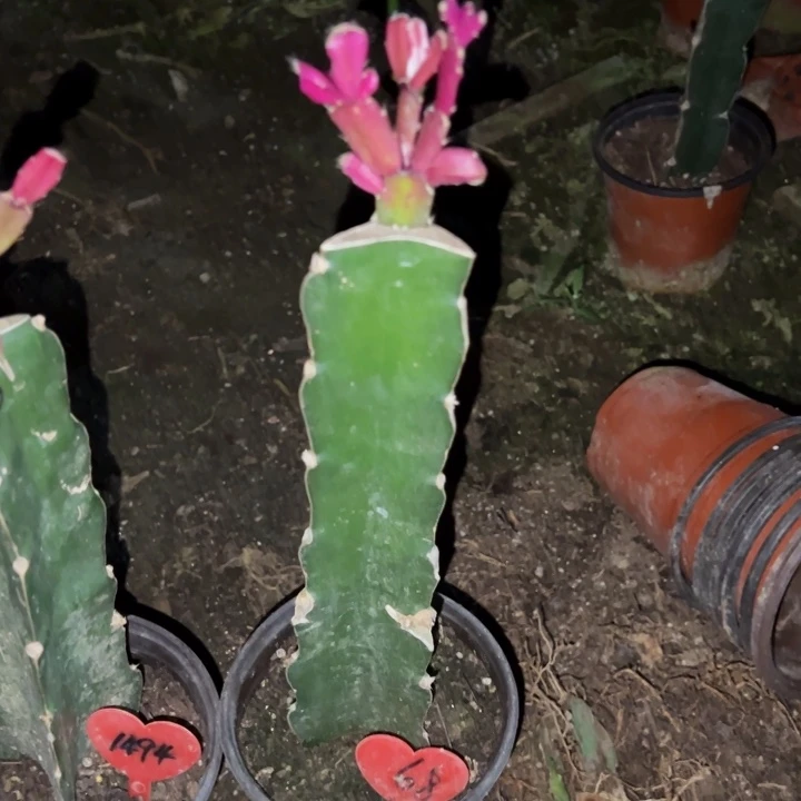 张***玥当前无花栽培后可以开花078  68