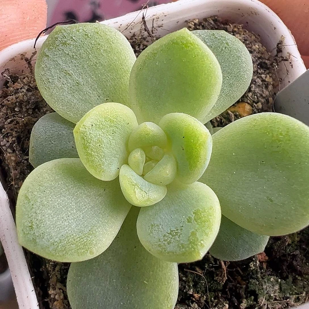 财富12一物一拍啊