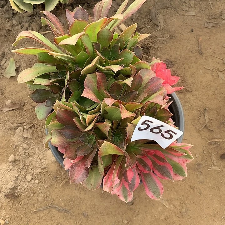 无花朵565女巫花脸北