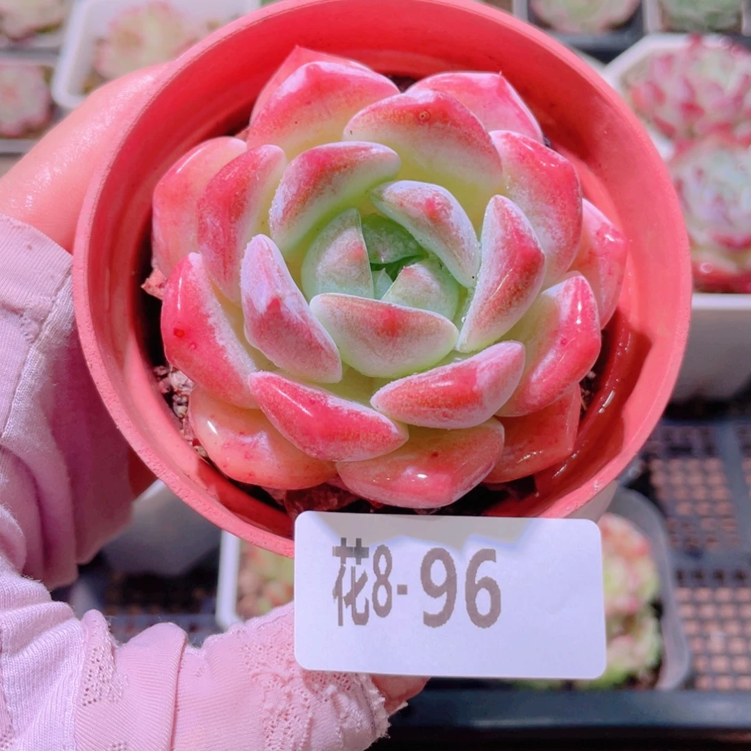 花利美8-96冰糖单头