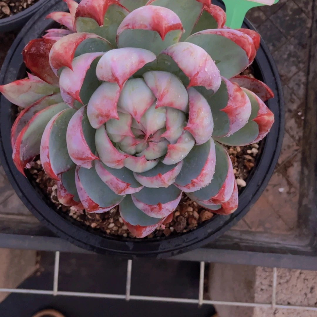 盼***盼惊鸿Ａ529一颗一物一拍