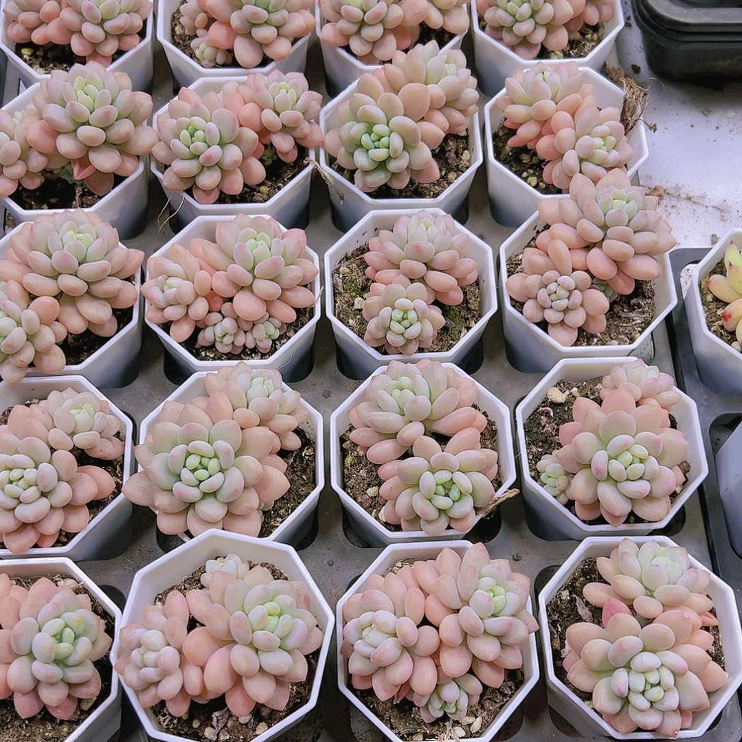 洛可可半土带盆19包邮