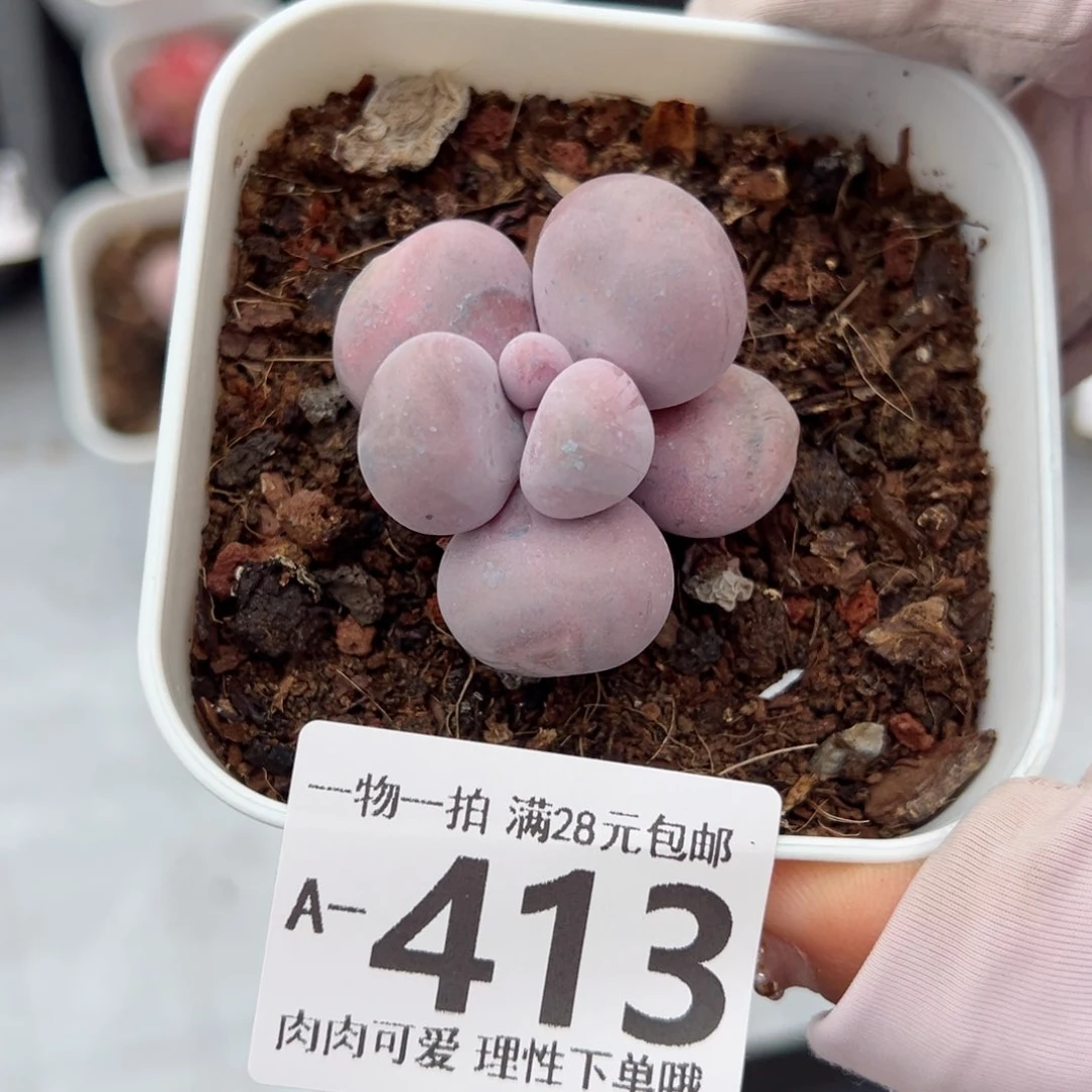 奶酪多肉多肉多肉多肉