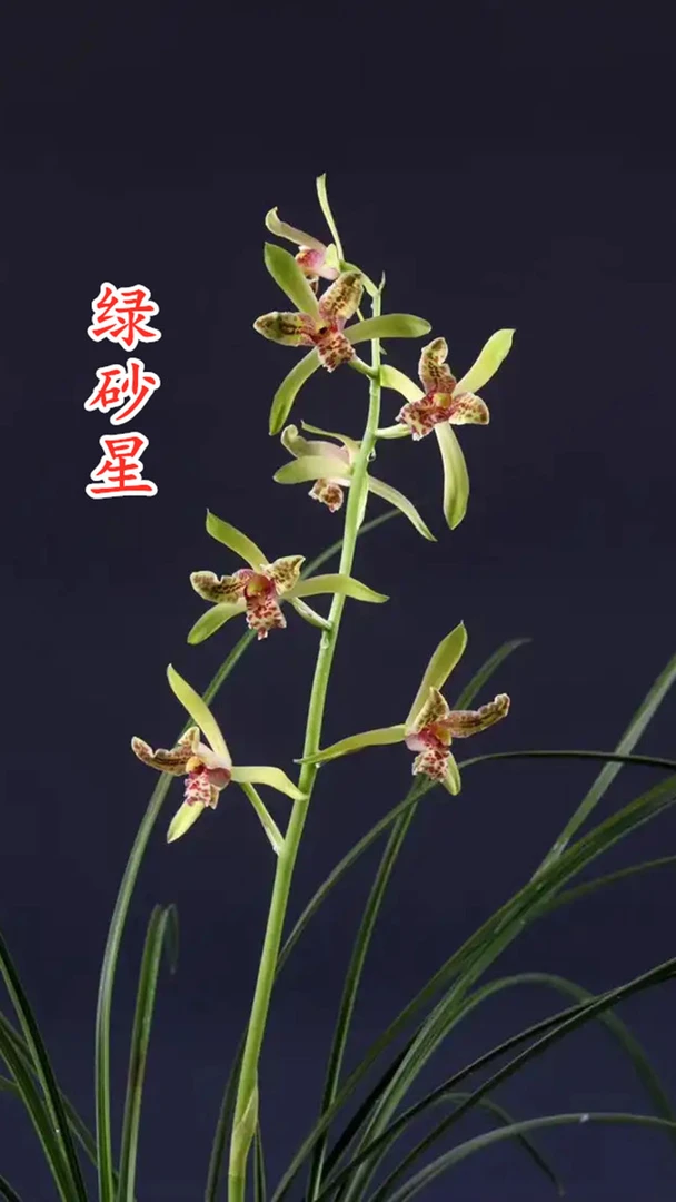 蕙兰——三星蝶《绿砂星》