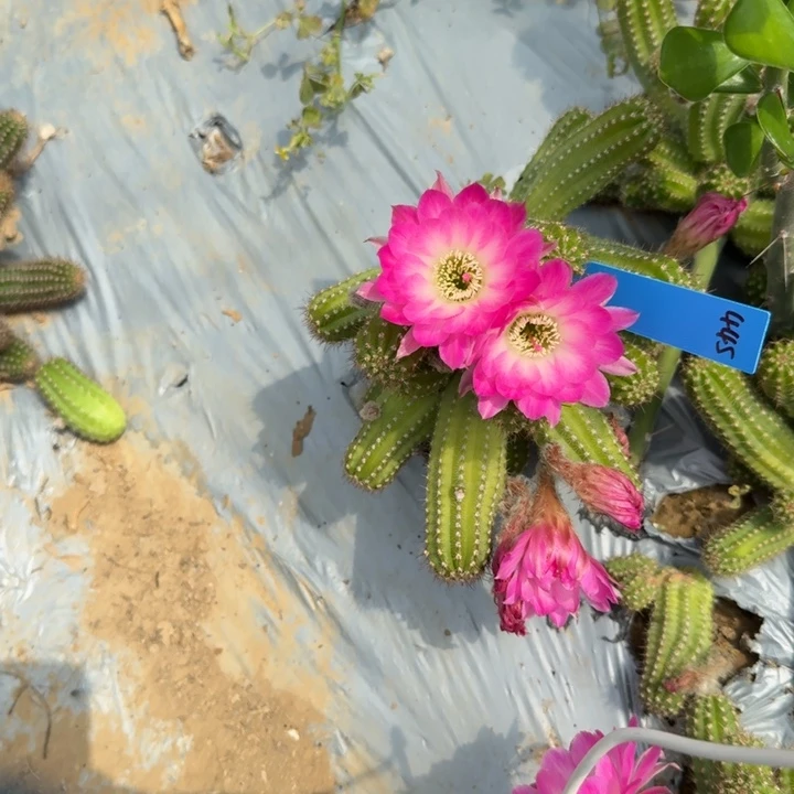 冰*a白檀仙人掌768白檀445