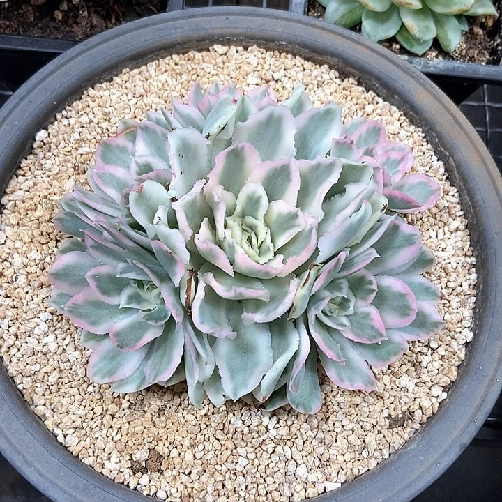 姐***肉紫蝴蝶锦多肉植物