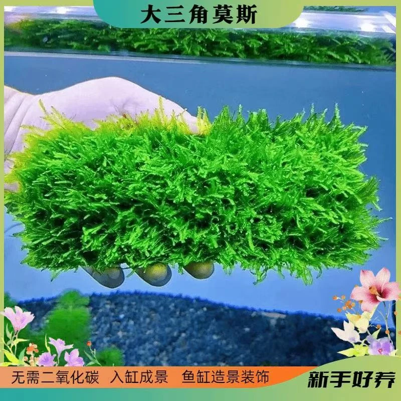 大三角莫斯 水下草 可铺缸底粘沉木石头造景