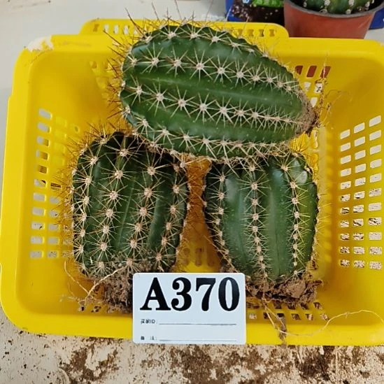 当前无花栽培后可以开花370