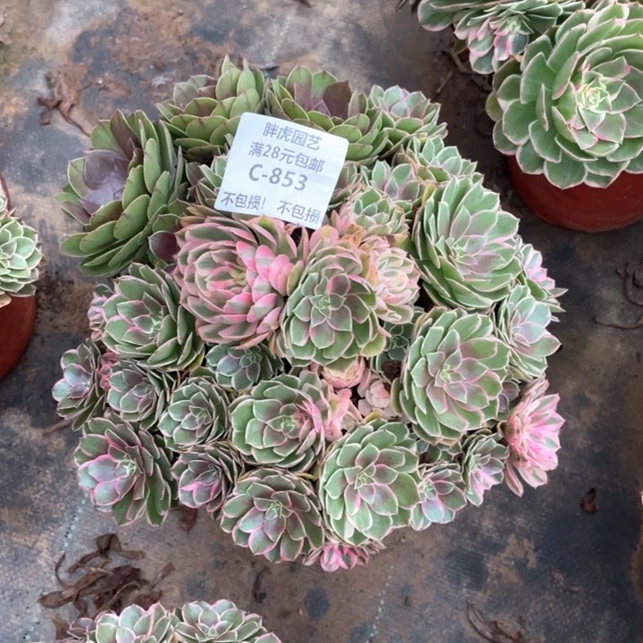 靓***姐853万紫千红多肉法师丛林