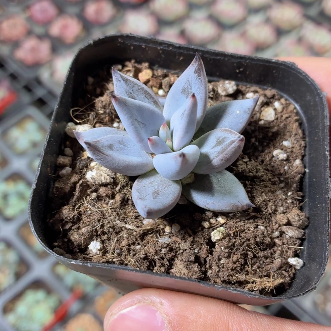 魔爪多肉9.9包邮发货