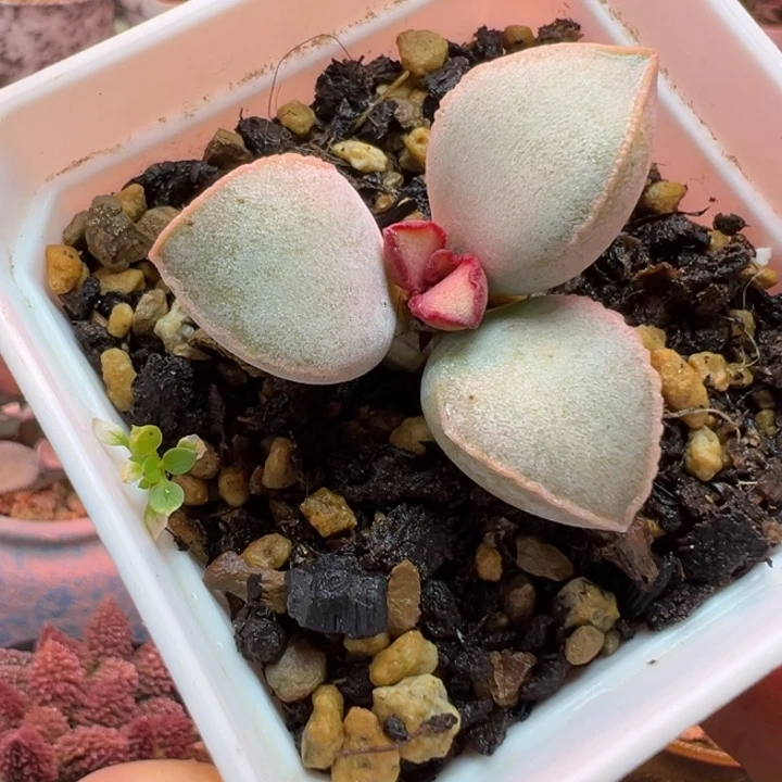 一物一拍，感谢支持