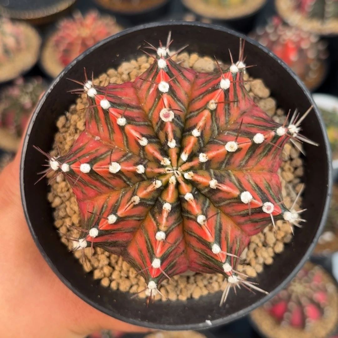 泰系米哈实生仙人球150