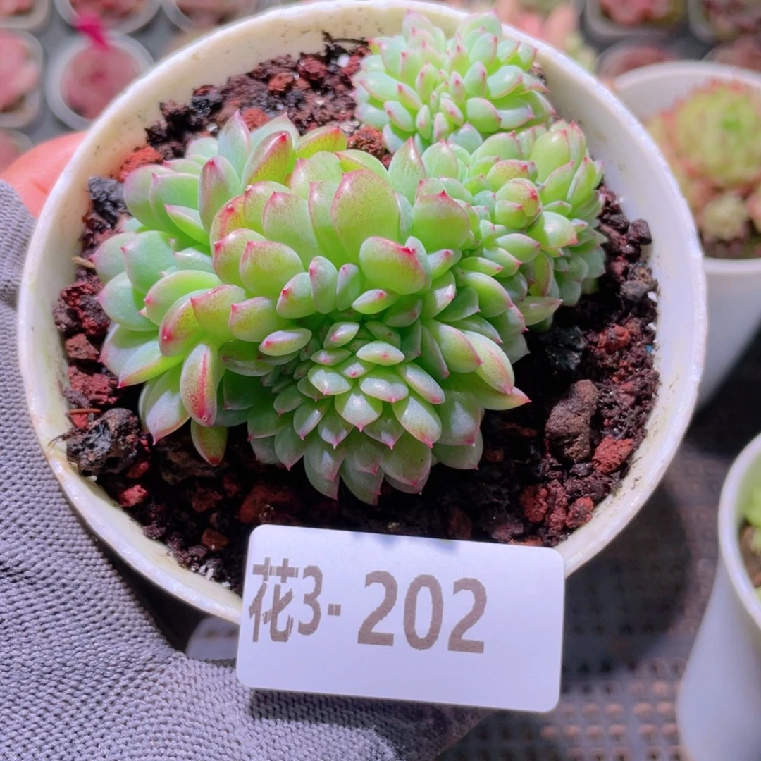 花利美 3-202新品缀化
