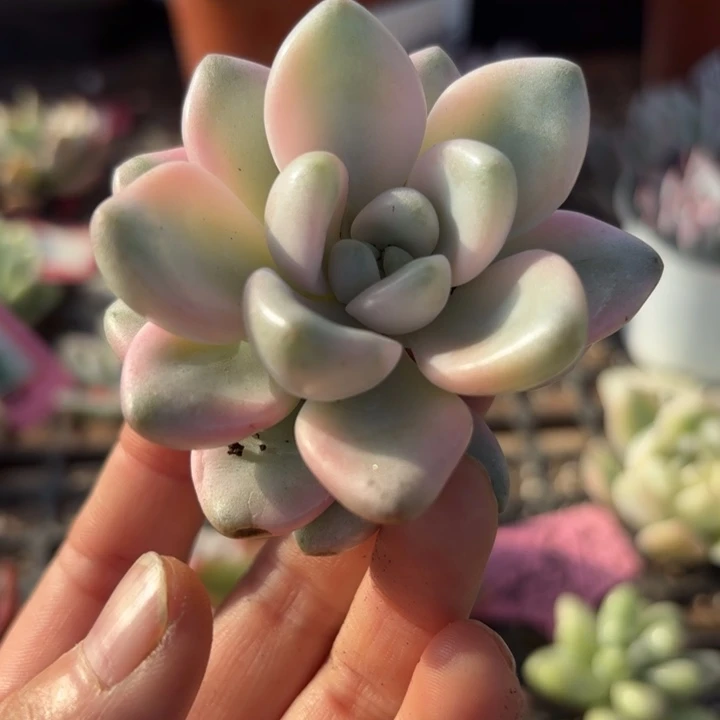 花斑鹿锦多肉之物