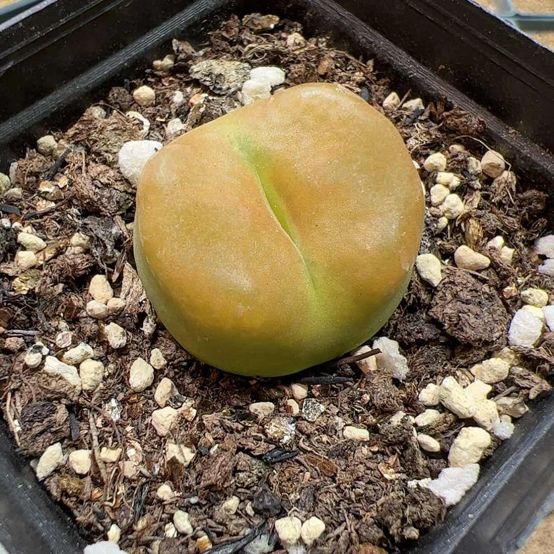 【闪购商品】18 开播福利