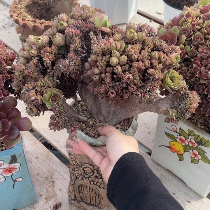 多肉植物提取成分与天然草本精华搭配