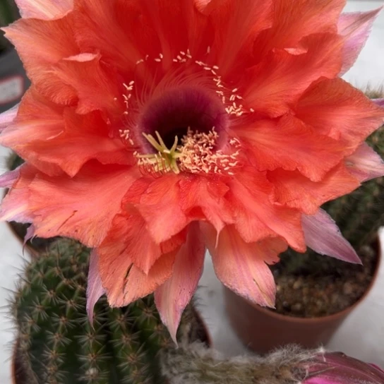 露露彩草红色大花6公分左右