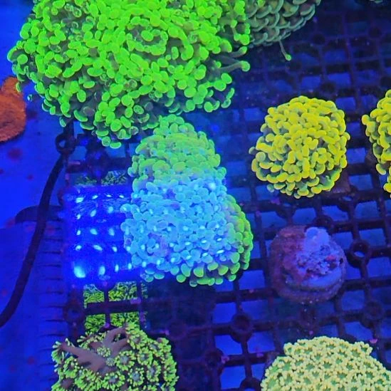 纽扣珊瑚荧光绿榔头
