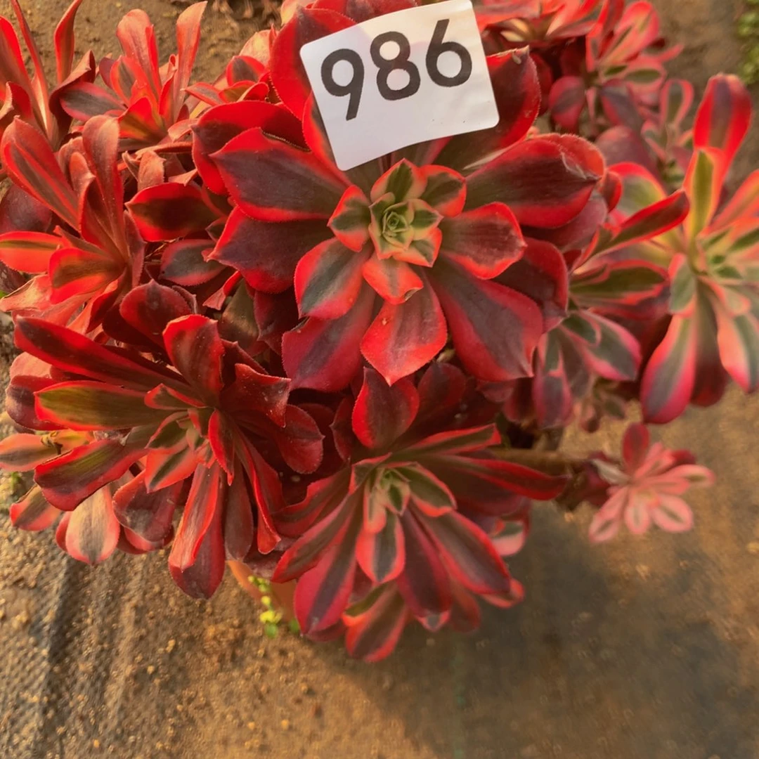 杨****》986美杜沙多肉植物