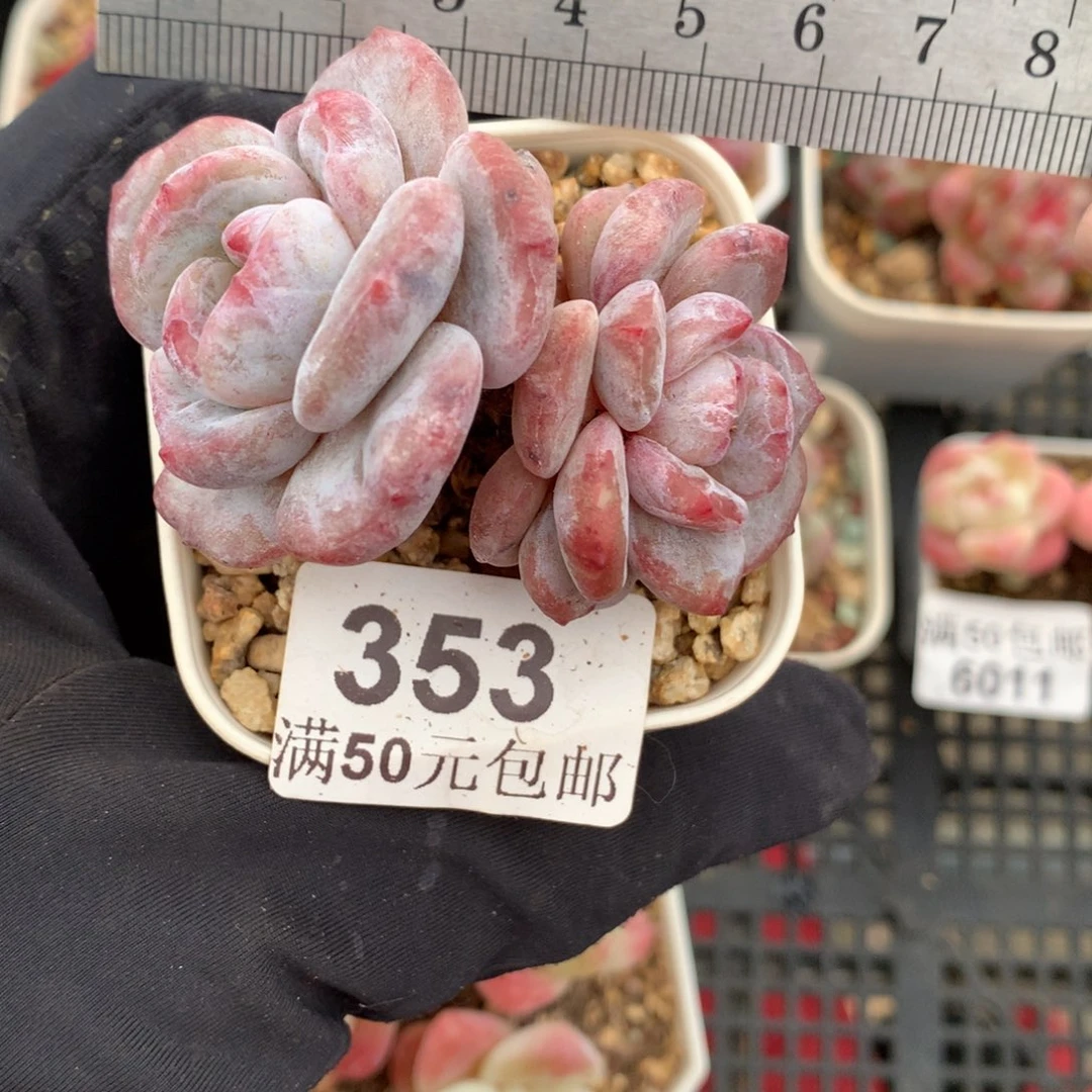 353双头糖心石榴籽星影冠服6