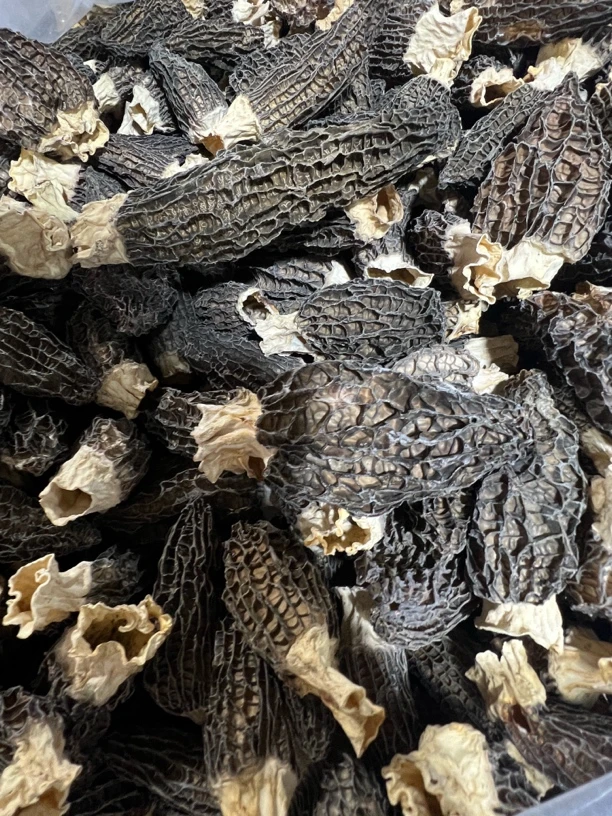 大个头六妹羊肚菌0529