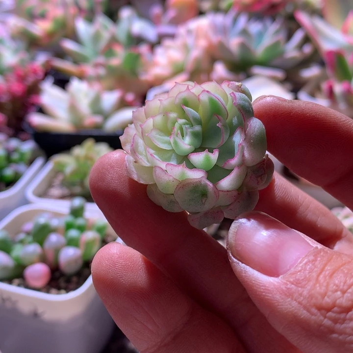 超白基因梦幻玫瑰有根