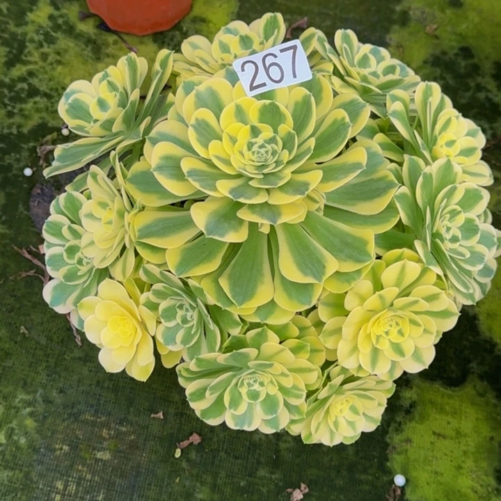 莫***末0000000000267绿豆沙福利价