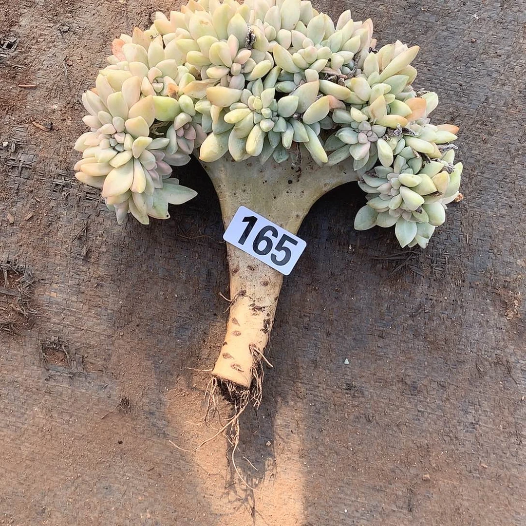 165淡雪锦缀 一物一拍多肉