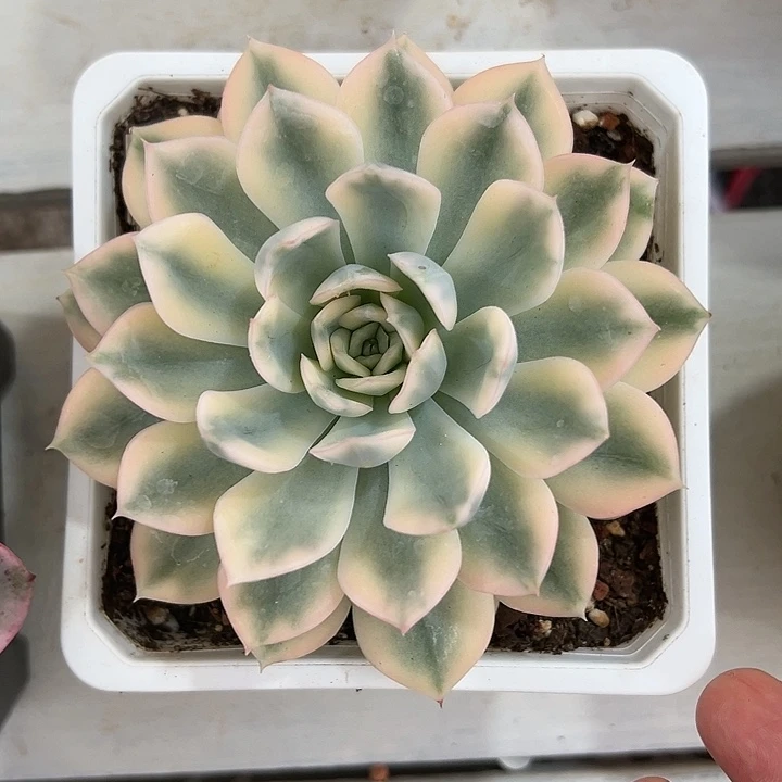 月亮仙子锦多肉植物