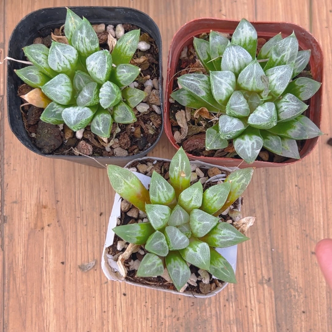 爱心寿多肉多肉多肉一颗