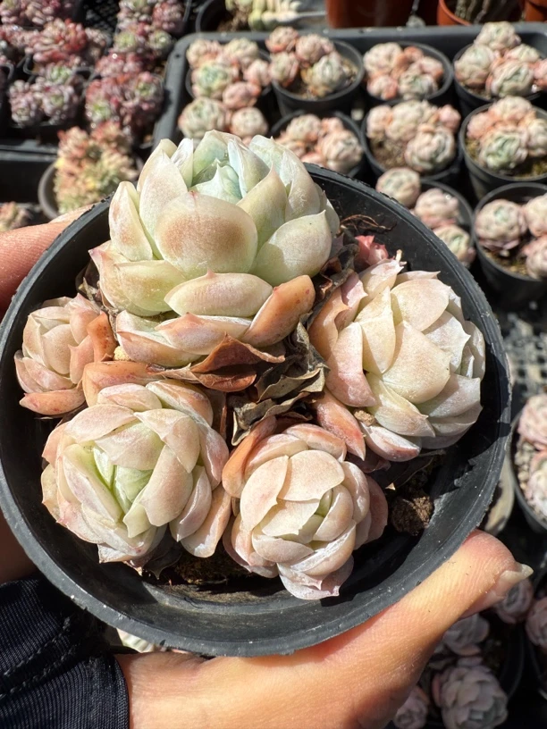 西娜群生五头发货多肉